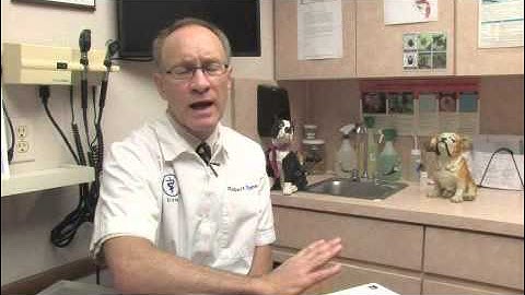 How to Tell if a Dog Has a Bladder Infection