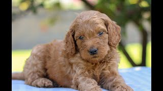 Standard Goldendoodle Puppies for Sale