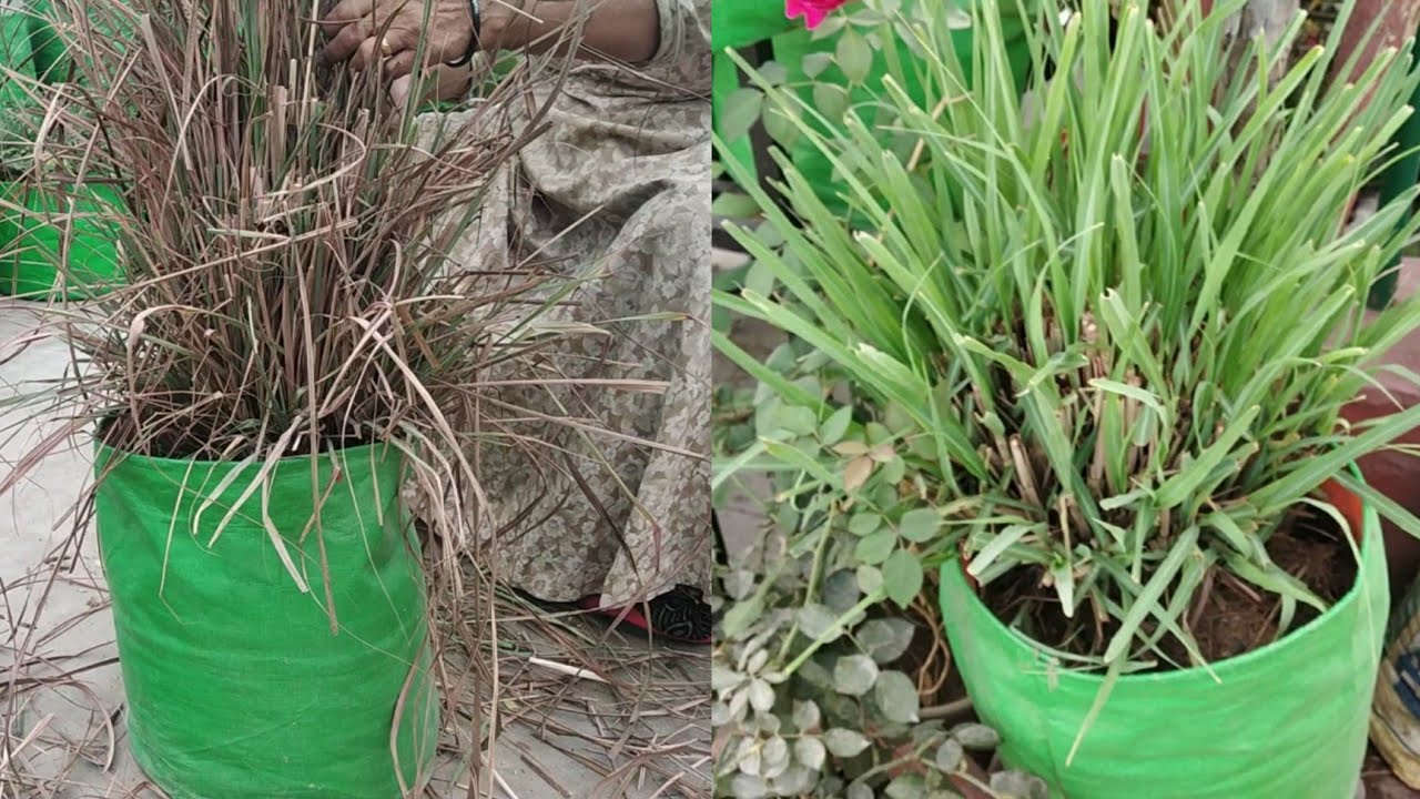 lemon-grass-care-fertilizer-of