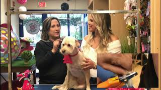 How To Cut Your Dogs Nails V.i.p. Pets Salon