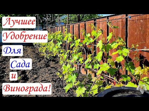 ЛУЧШЕЕ УДОБРЕНИЕ для Сада и Винограда! Приготовление и Применение