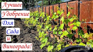 ЛУЧШЕЕ УДОБРЕНИЕ для Сада и Винограда! Приготовление и Применение