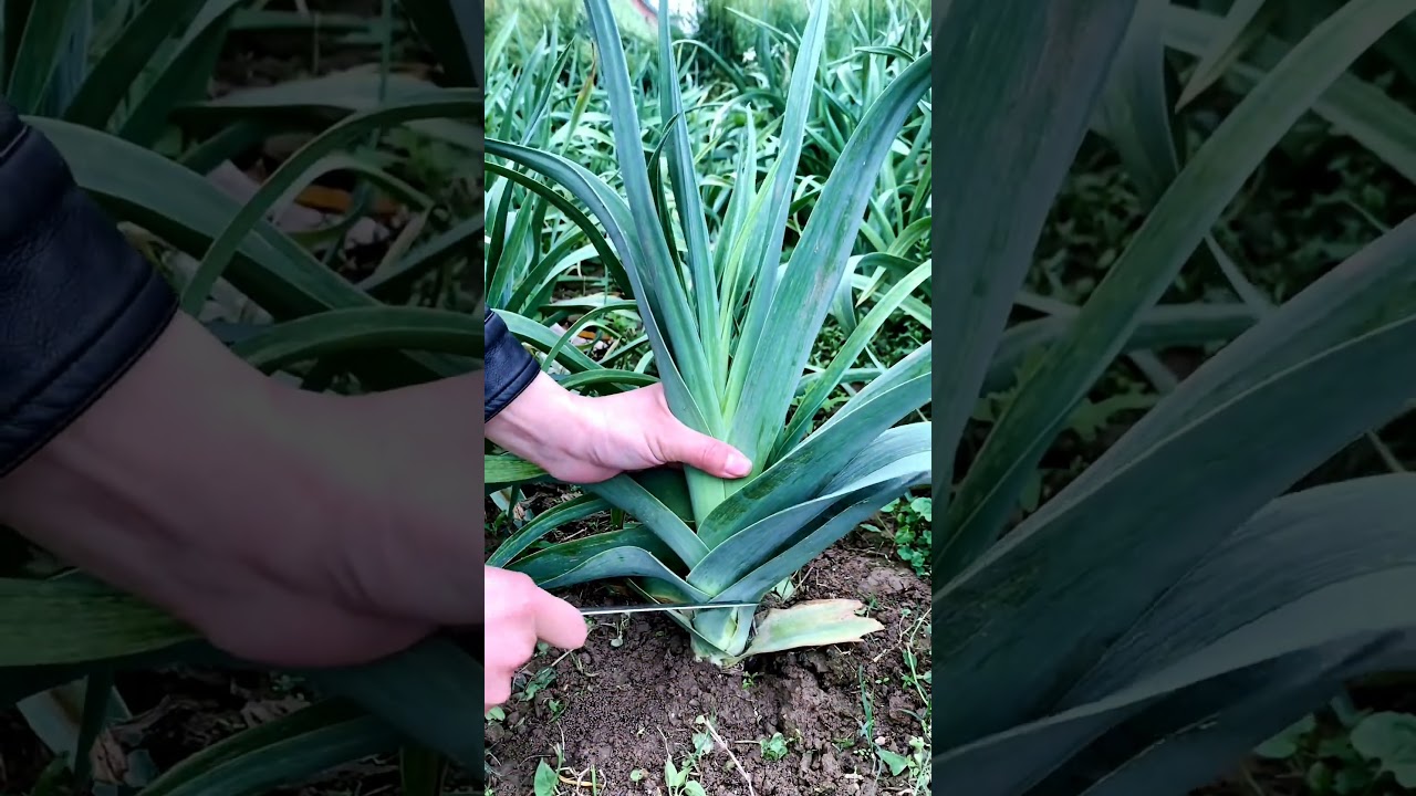 Garlic Leaves  In Stir Fry The Best 👌 