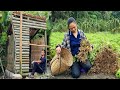 Completed 100% of the new bathroom with bamboo.Harvest peanuts to sell at the market | Ly Tieu An