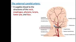 Arteries of the Head and Neck - Dr. Ahmed Farid