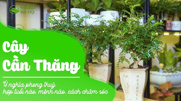 Cây Cần Thăng: Ý nghĩa phong thuỷ, hợp tuổi nào, mệnh nào, cách chăm sóc