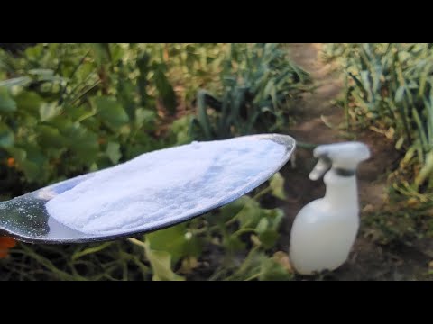 Video: Tuisgemaakte plantluisbeheer - natuurlike maniere om plantluise dood te maak