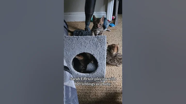 Video 10512511: bengal kitten, kittens cute baby, kitten love