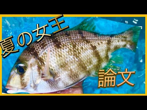 一般人の９割は知らない高級魚を紐解く メイチダイ Youtube
