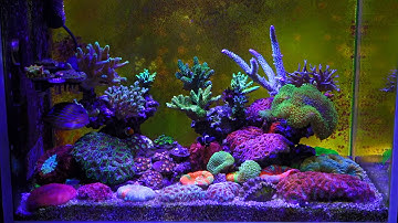 G4 App control Led Aquarium Light