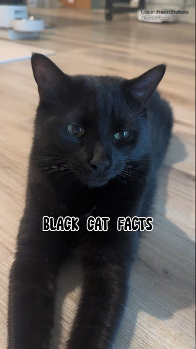 6 Fun Black Cat Facts you didn’t know about #shorts #short #cat