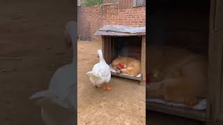Download Lagu A goose played a prank on a dog.😂  #funny #pets #animals #tricks MP3 Download Lagu A goose played a prank on a dog.😂  #funny #pets #animals #tricks MP3
