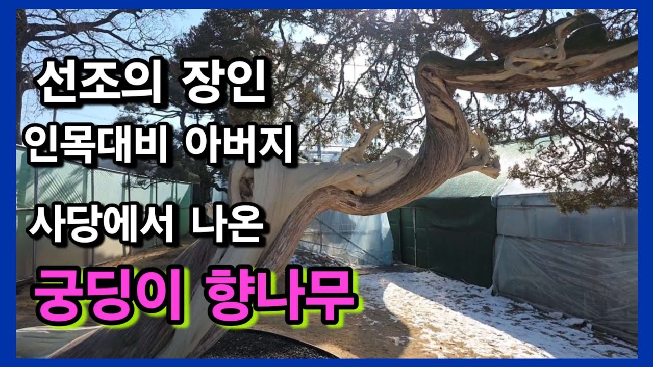 [광고] 1422번 #향나무특수목{{판매중}} 조선 왕실가 사당에서 나온 특별함을 간직한 수백년의 名木을 소장하세요/ 판매가격은 더보기란 참조 #특수목 #정원수판매