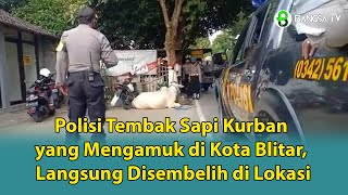 Polisi Tembak Sapi Kurban yang Mengamuk di Kota Blitar, Langsung Disembelih di Lokasi