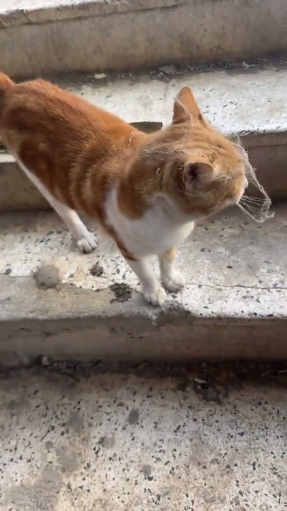 Funny kitten