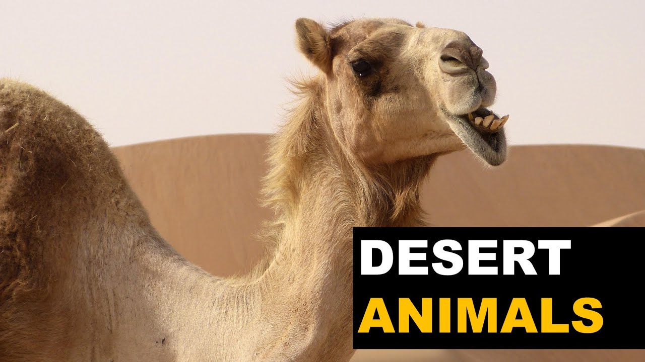 HOW DO ANIMALS SURVIVE IN THE DESERT? - YouTube