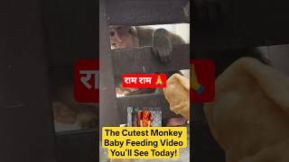 Cute Baby Monkey Feeding With Mother | Adorable Monkey Family Moments