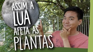 How does the MOON influence PLANTS? How does the MOON influence PLANTS?