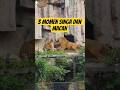 3 momen singa dan macan