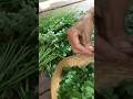 🔥गर्मी में शरीर को ठंडा रखने वाली 5 चीजें 🥵| Summer Health Tips | Healthy Foods