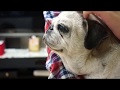パグを抱っこ！のんびり眠たくなる動画！Pug