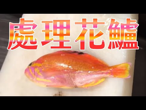 【海洋主廚愛爾文魚類處理】如何處理花鱸（西施）？｜How to deal with Japanese sea perch?