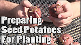 HGV How to speed up the chitting process in seed potatoes experiment