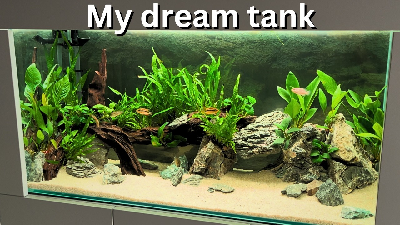 View of 260 Liter African Cichlid Tank Setup Guide | TikTok