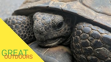 Gopher tortoise yet another animal saved