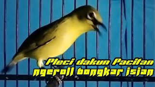 pleci dakun Pacitan ngeroll bongkar isian || Pleci gacor.