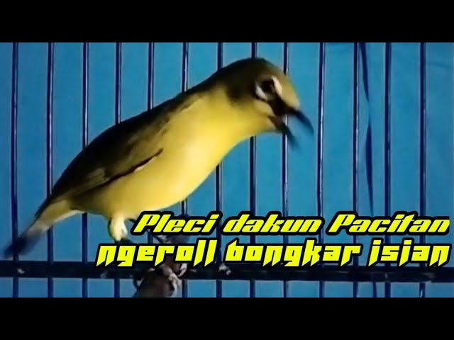 pleci dakun Pacitan ngeroll bongkar isian || Pleci gacor. class=