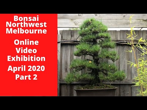 Bonsai Northwest Melbourne Online Video Showcase By Members April 2020 Part 2 Youtube
