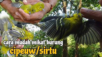 mikat burung sirtu di hutan dapat burung fighter