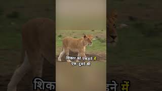 Lion: The king of forest 🦁| #viral #trending