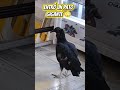 Un pato gigante o un cliente buscando drones para volar más alto 🦅🤫​ #Visita #Cosas #Momentos #Humor