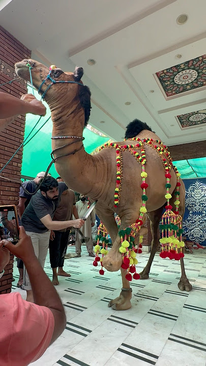 #qurbani#viral#beautiful #qurbani2025#shortsfeed #eiduladha #camel