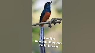 AUDIO MP3 MURAI BORNEO FULL ISIAN