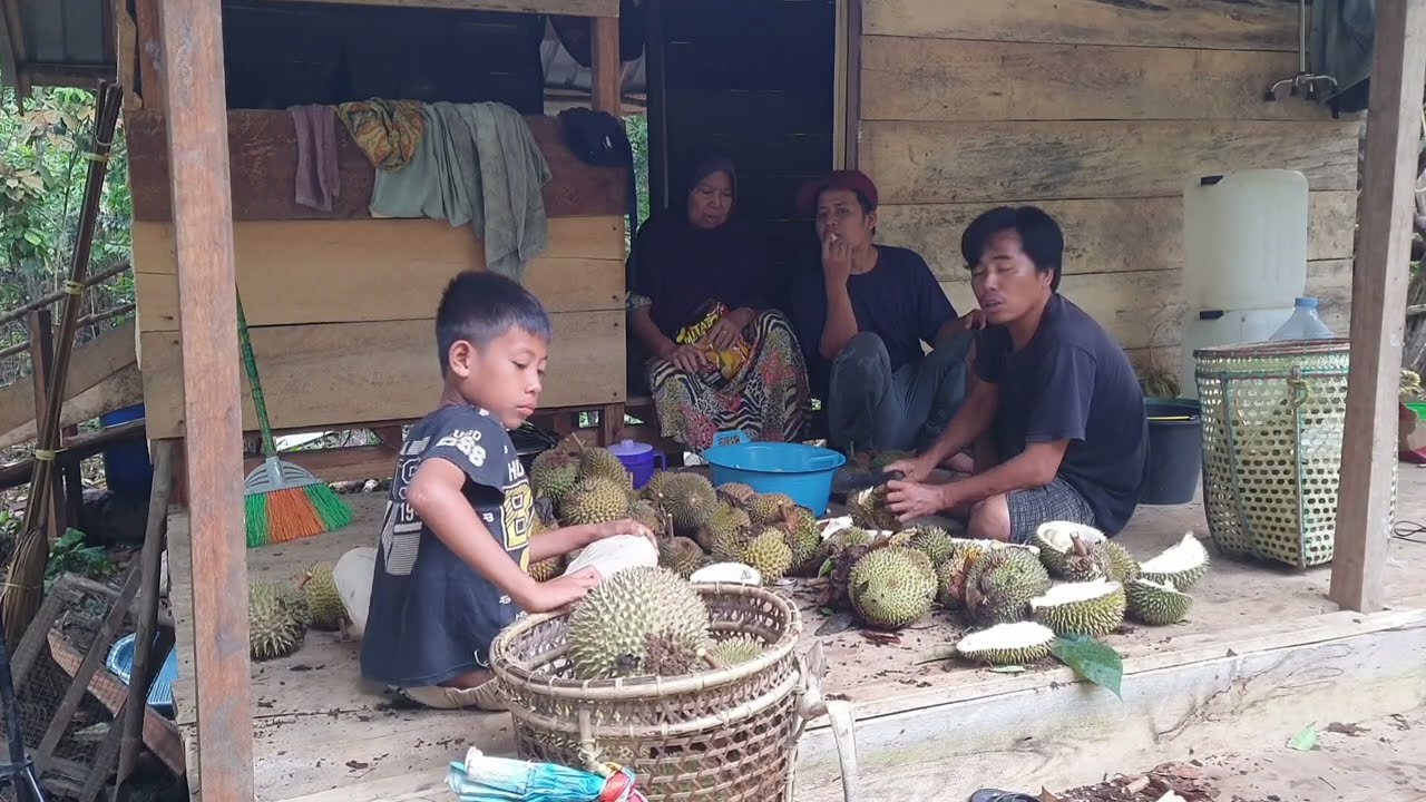 Durian bayak berjatuhan ibu senang bisa bikin tempoyak. Tebang bahan rangka pondok.