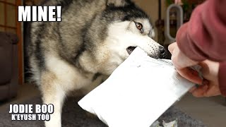 CRAZY Husky Tries To Take Everything Off Me!