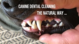 A time-lapse of delta the 9 month old german shepherd cleaning his
teeth with frozen bone. keeps him busy, and from chewing up stuff in
house...
