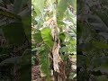 Banana trees grow near the house. #beranda #sittingonthedockofthebay #dothingsyoudontwanttodo