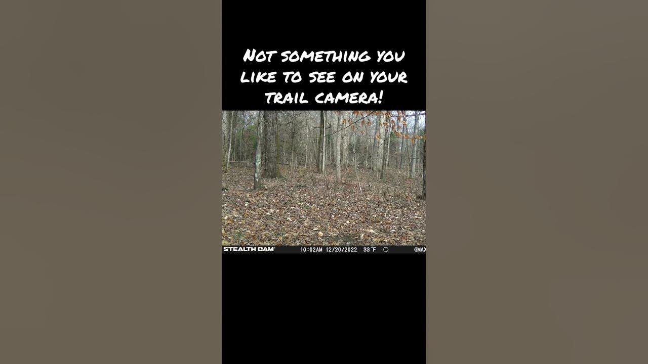Trail Cam Short Too Many Instances of Dogs Chasing Deer 2022 TN Deer