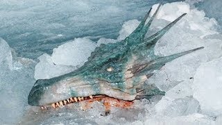 10 Real Giant Creatures Caught On Camera 10 Real Giant Creatures Caught On Camera