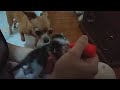 We are trying to save the kitten.The kitten rescue story will melt you.