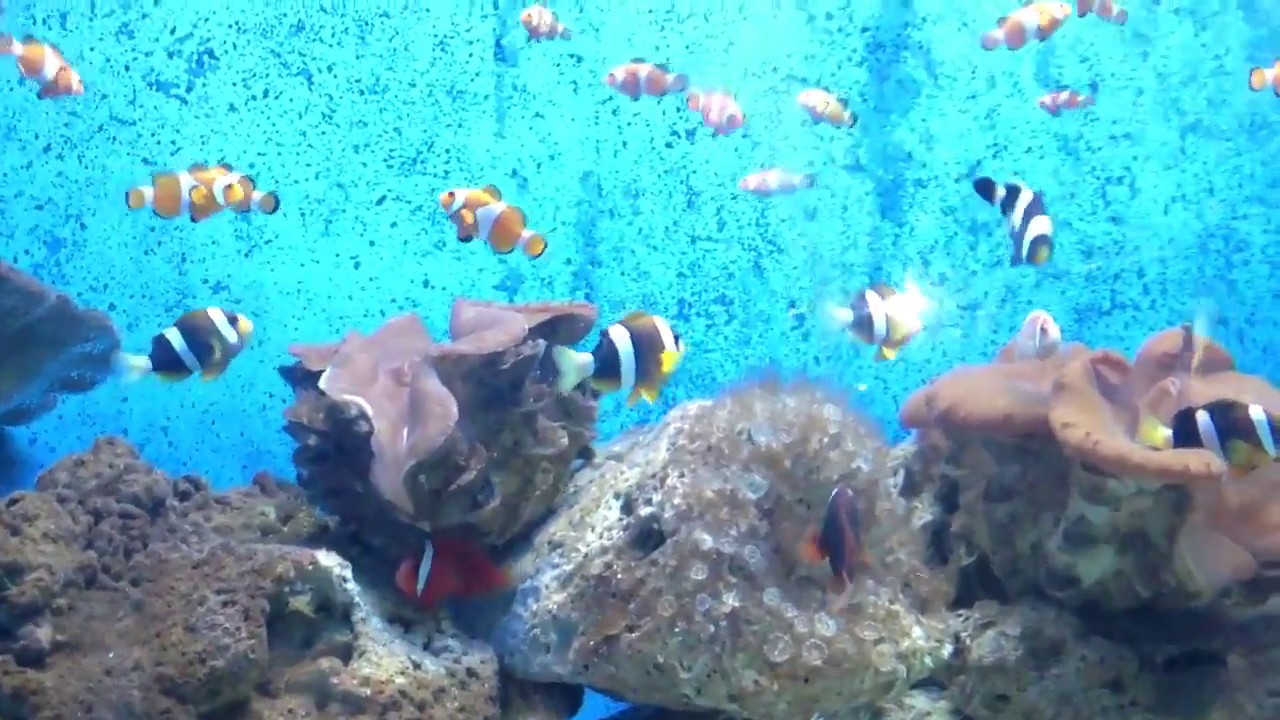 Finding Nemo in Real Life | Clown Fish at Hong Kong Ocean Park - YouTube