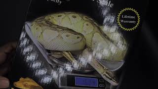 DS 6000  REPTILE DIGITAL SCALE UNBOXING