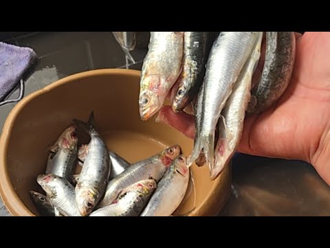 السردين بجوج طرق تبع معايا من لول للخر