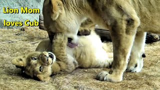 Lions Enrichment Feeding &amp; 3 Young Lion Cubs afterwards - Lincoln Park Zoo Chicago June 16 2023
