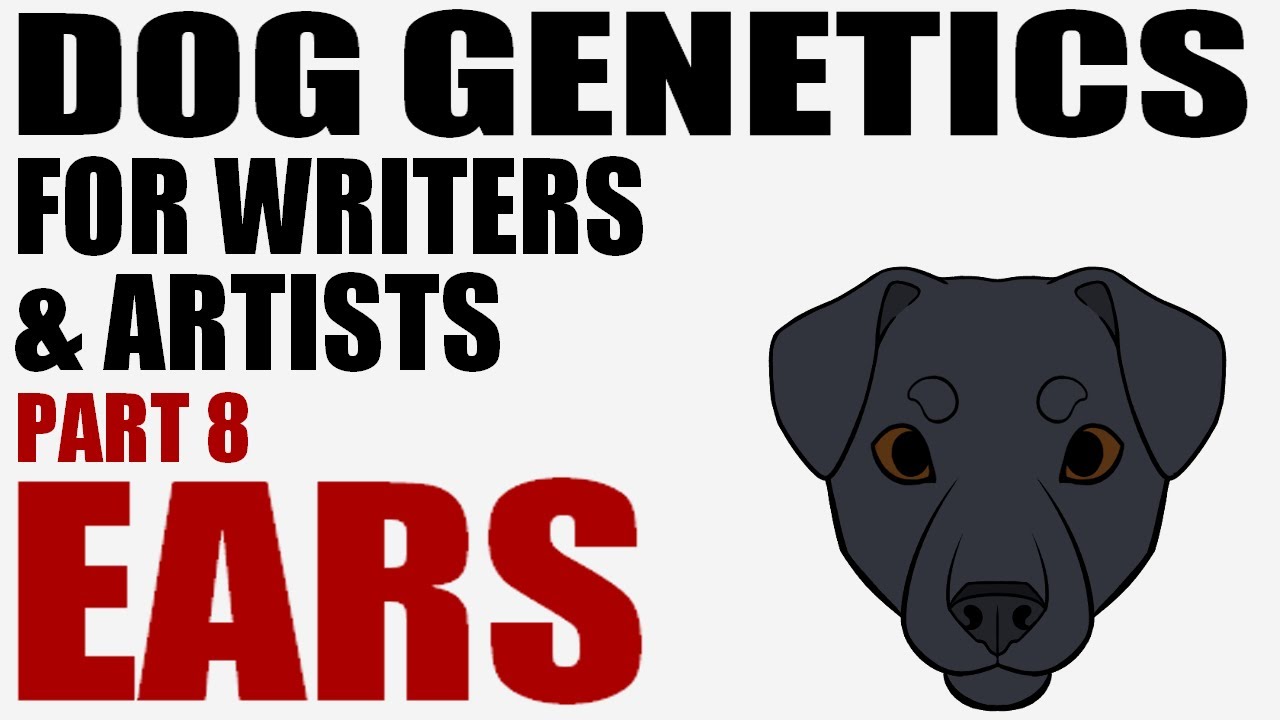 Dog Genetics for Writers & Artists part 8: Ears [CC]