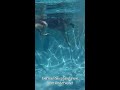 Dog Owner Diary: Dog Swimming Underwater View #shorts